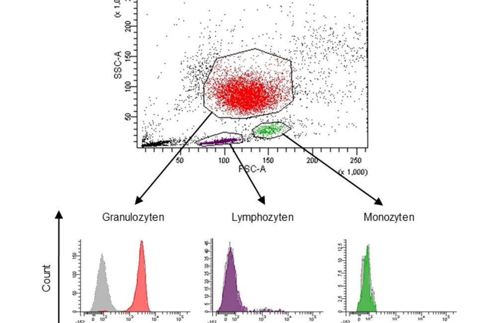 © MedUni Wien / Marlies Schönbacher